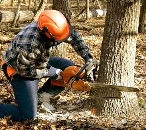 Tree Removal in Port Byron, IL